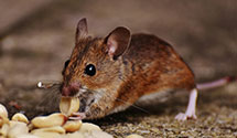 marine-and-boat-pest-control Experts in West Pennsboro